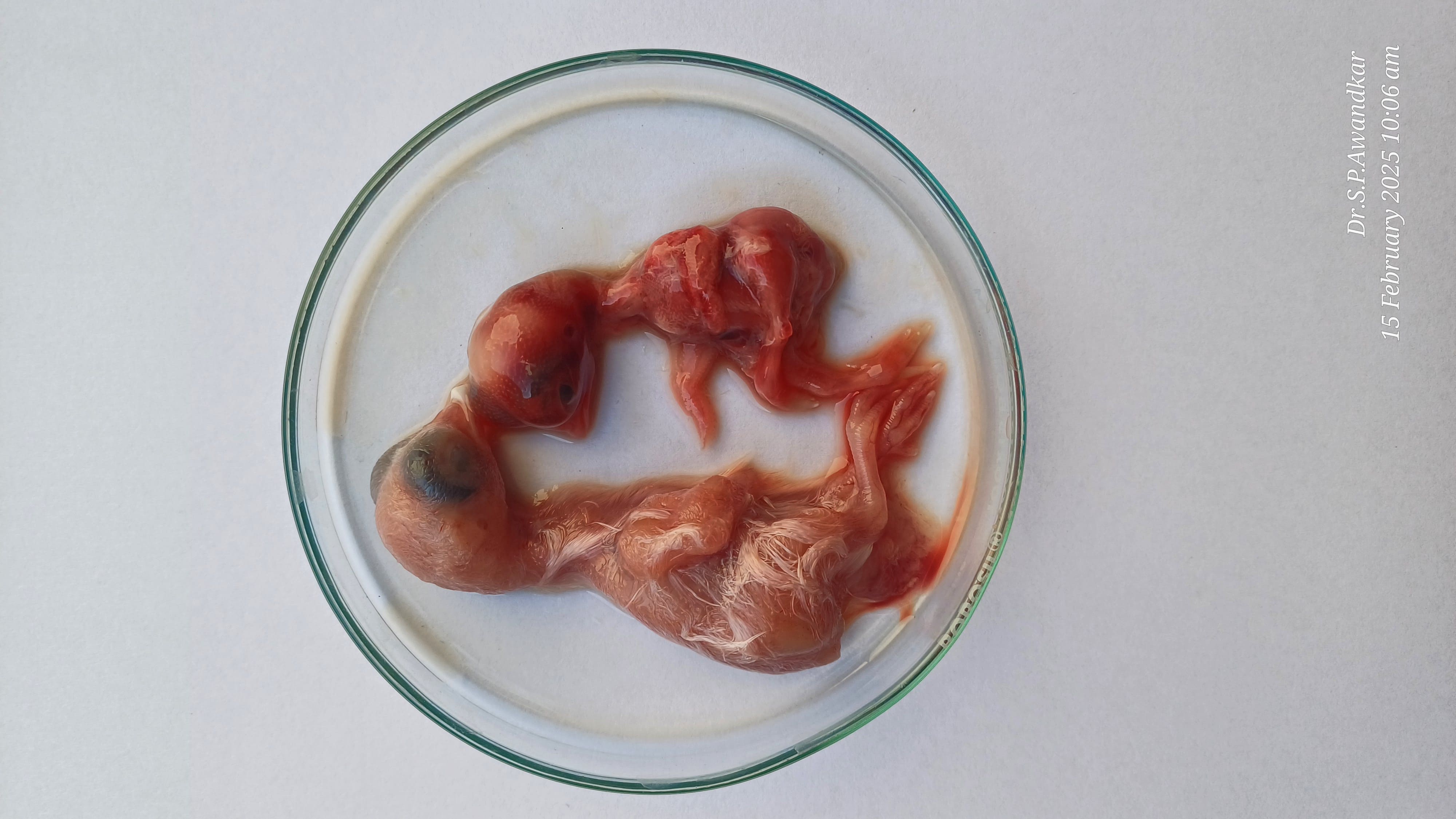 43. Cytopathic Effects Of NDV In Chicken Embryos